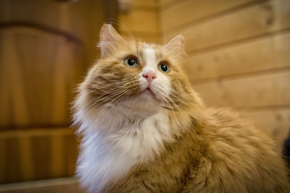 Photograph by Андрей К. Белов