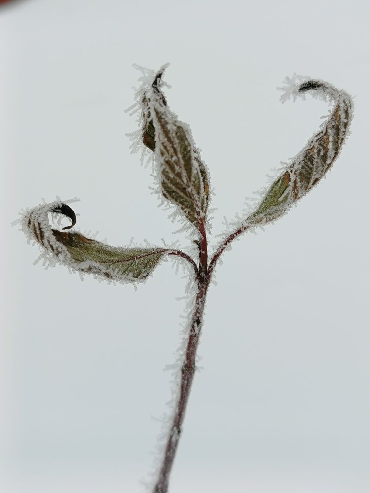 Photograph by Leanid Kulpo