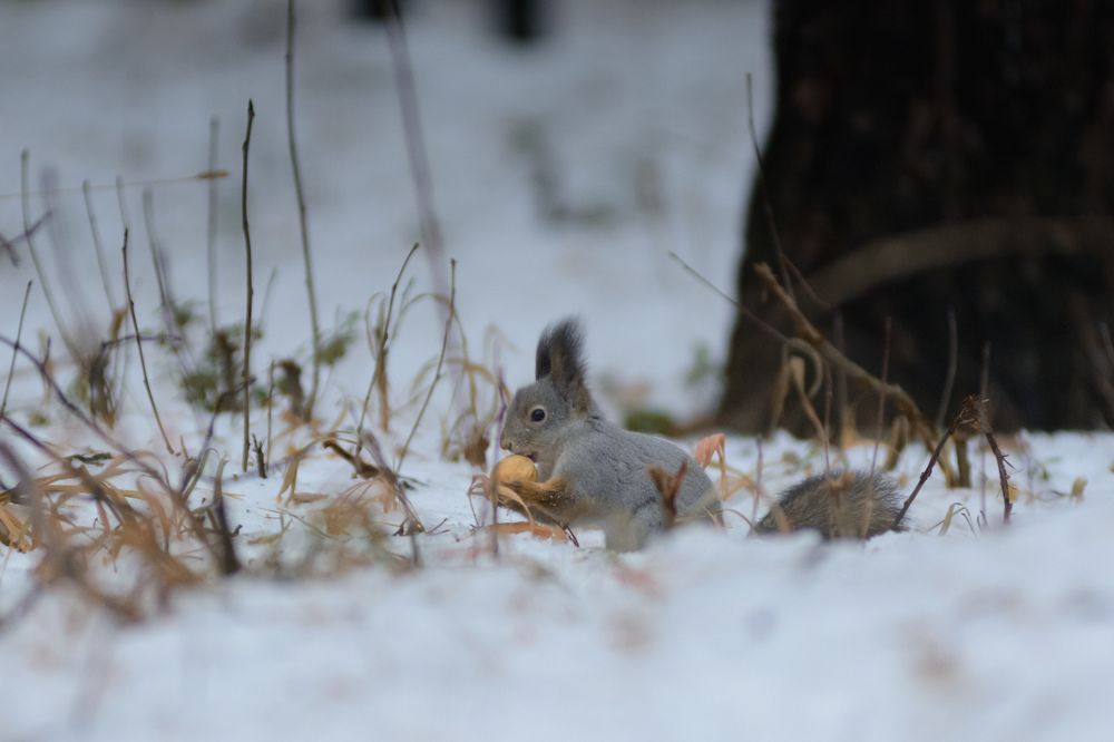 Photograph by Олег Бережных