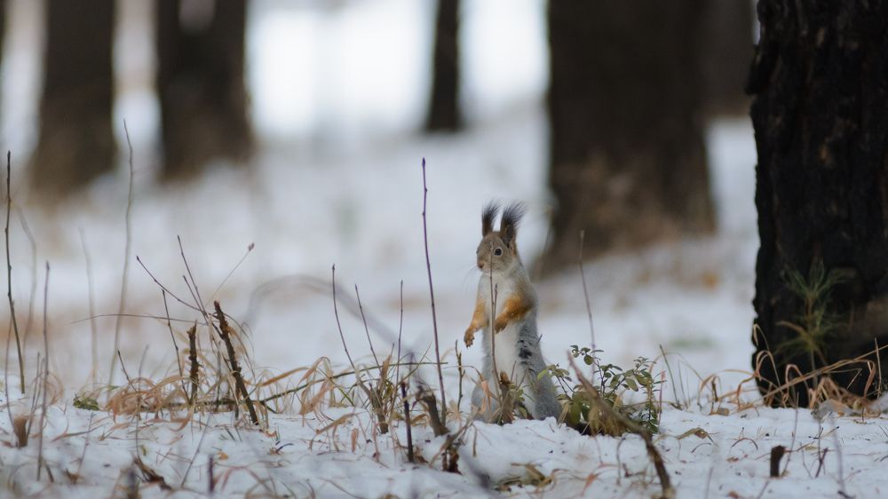 Photograph by Олег Бережных