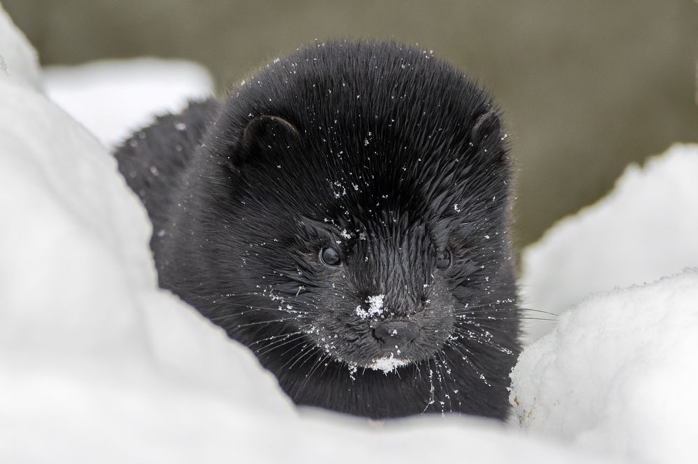 Photograph by Вера Машина