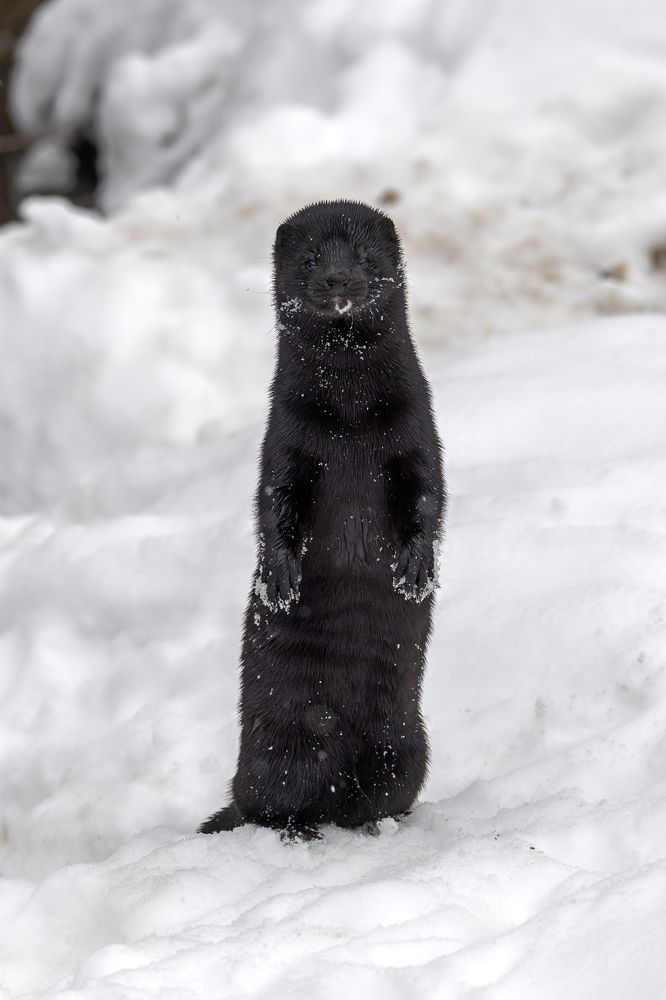 Photograph by Вера Машина