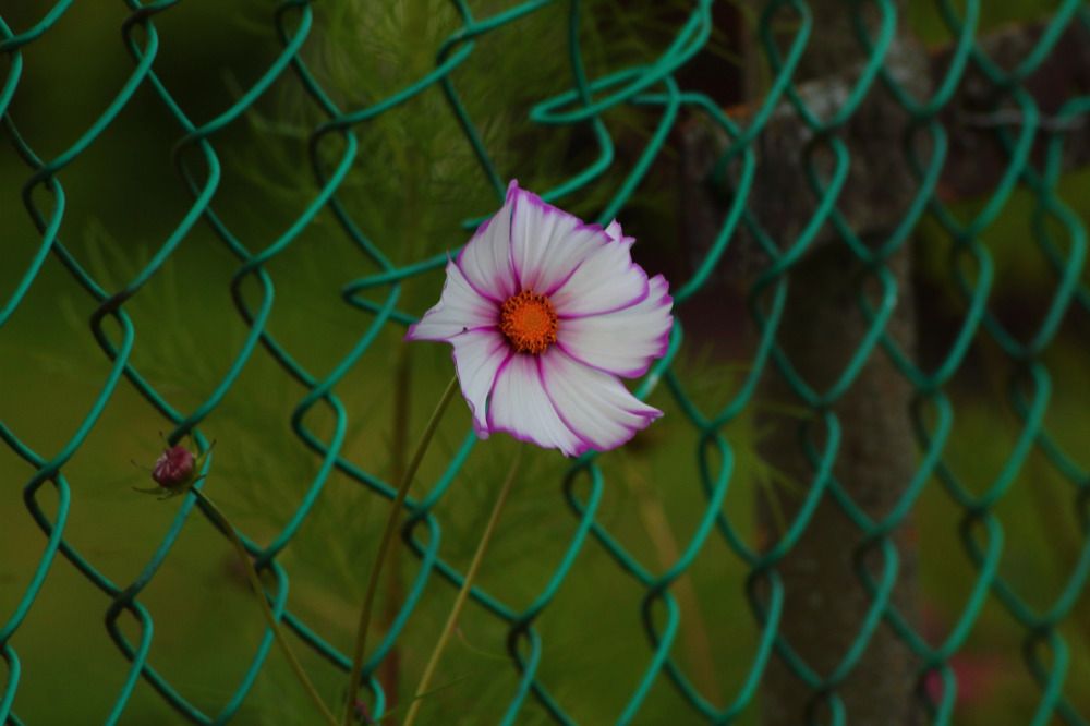 Photograph by Елена Наленч