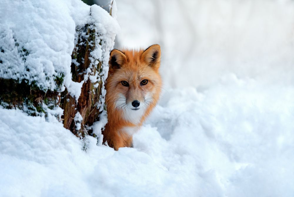 Photograph by Kovaleva Irina