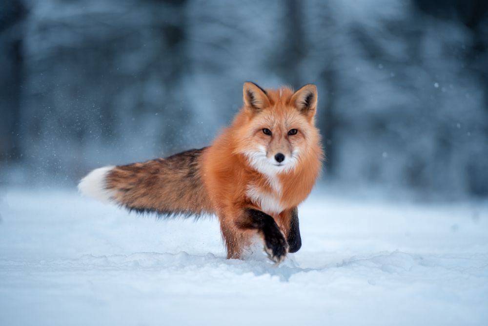 Photograph by Kovaleva Irina