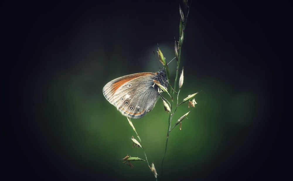 Photograph by Svetlana Gubanova