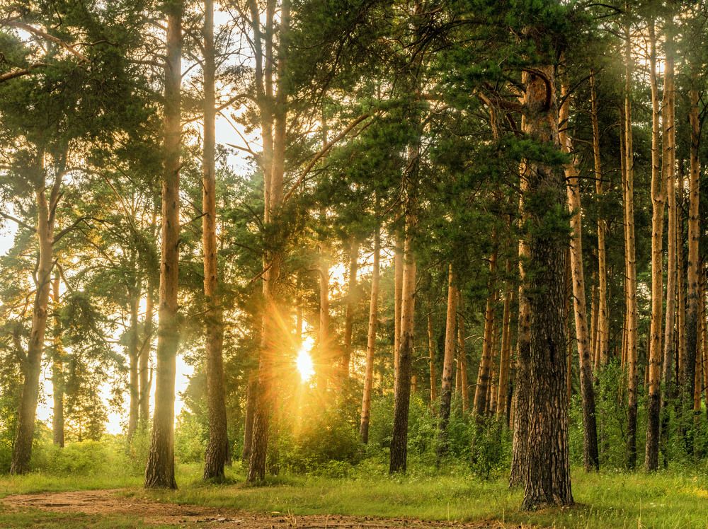 Утро в сосновом бору