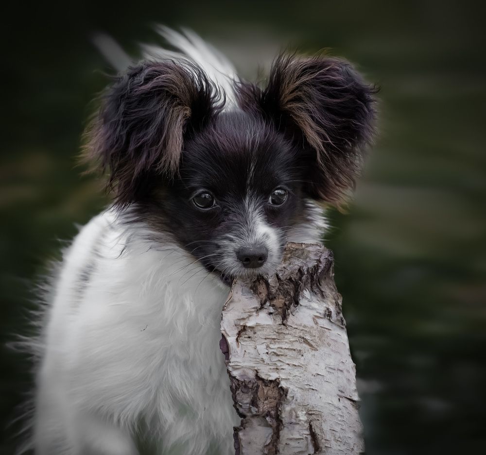 Фотография автора Черновол Валентин