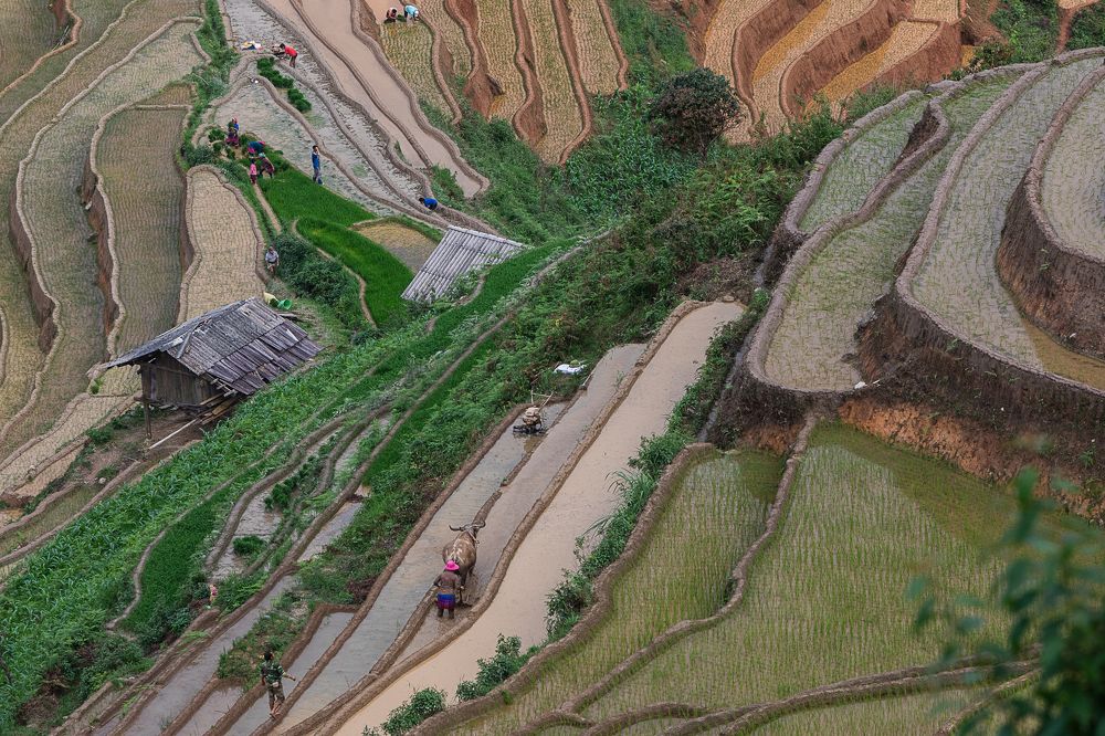 Рисовые поля Вьетнама