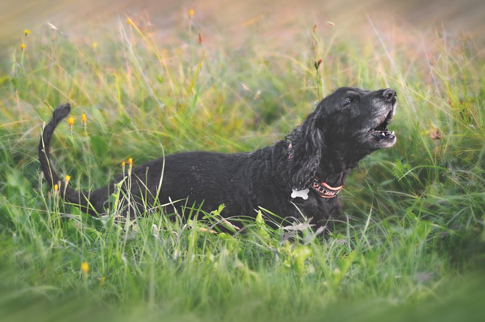 Кузенька. Моя душа, моя любовь.