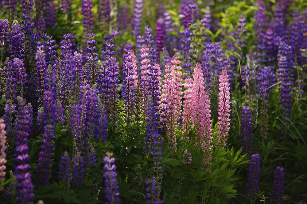 Цветы и ягодки.