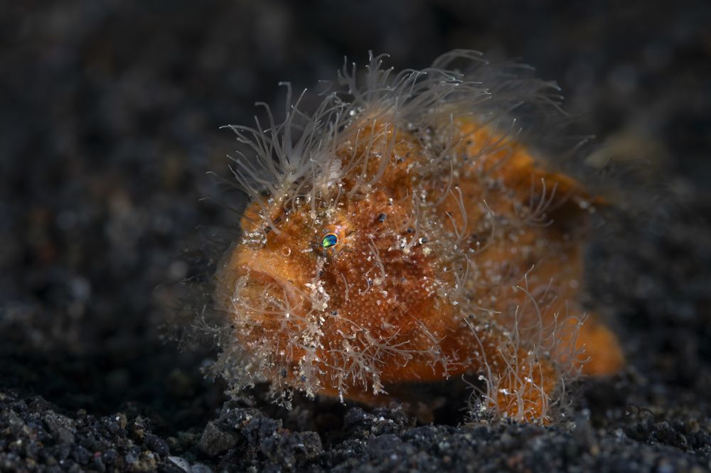 Фотография автора Fabi Fregonesi