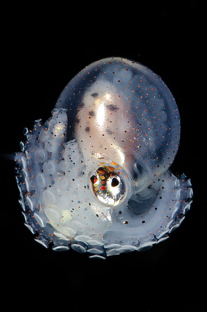 Octopus in larval stage