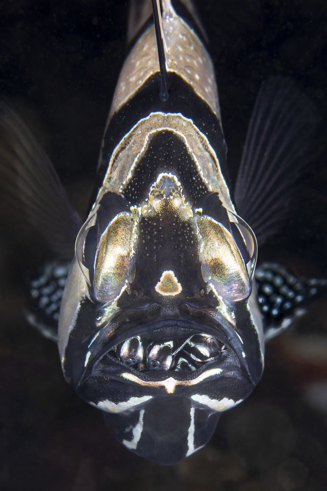 Babies inside the mouth