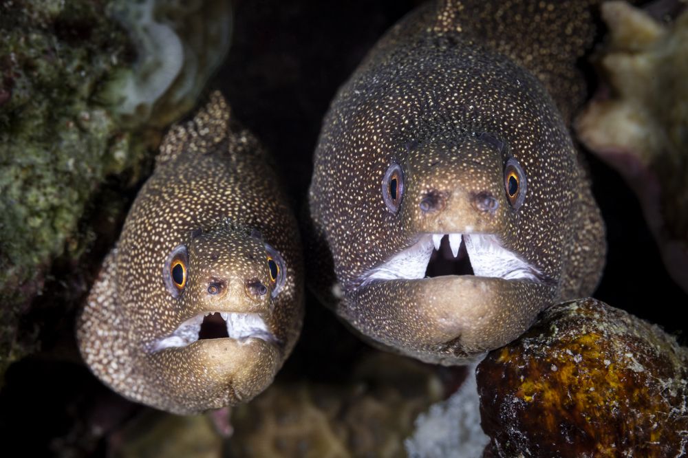 Фотография автора Fabi Fregonesi