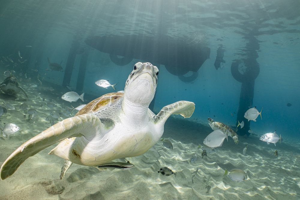 Фотография автора Fabi Fregonesi