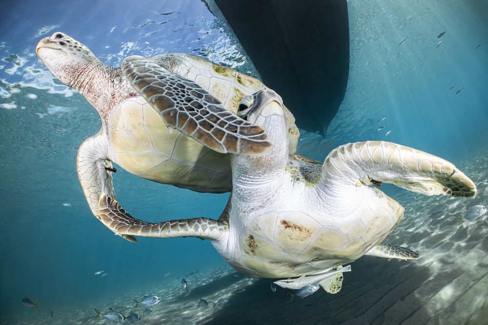 Фотография автора Fabi Fregonesi