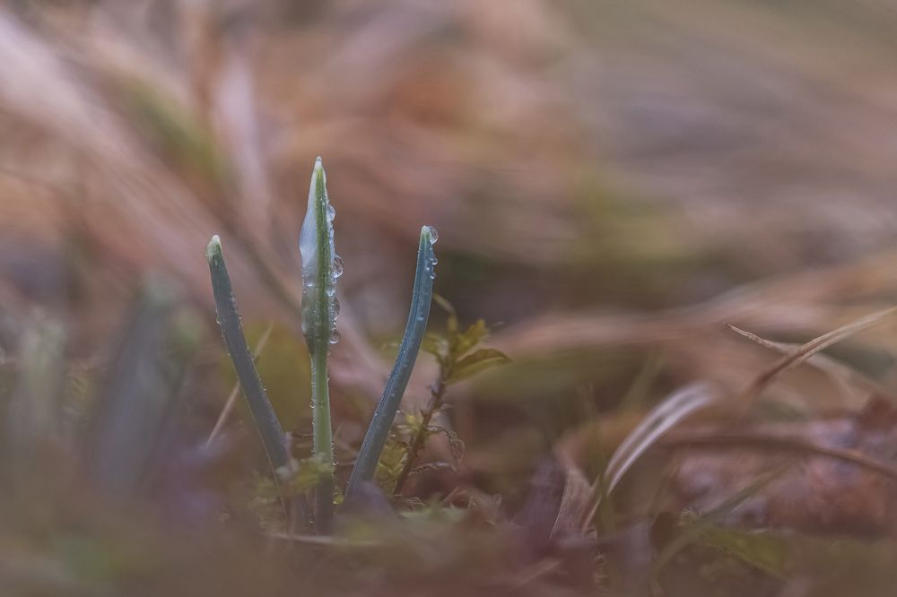 Подснежники в теплых тонах