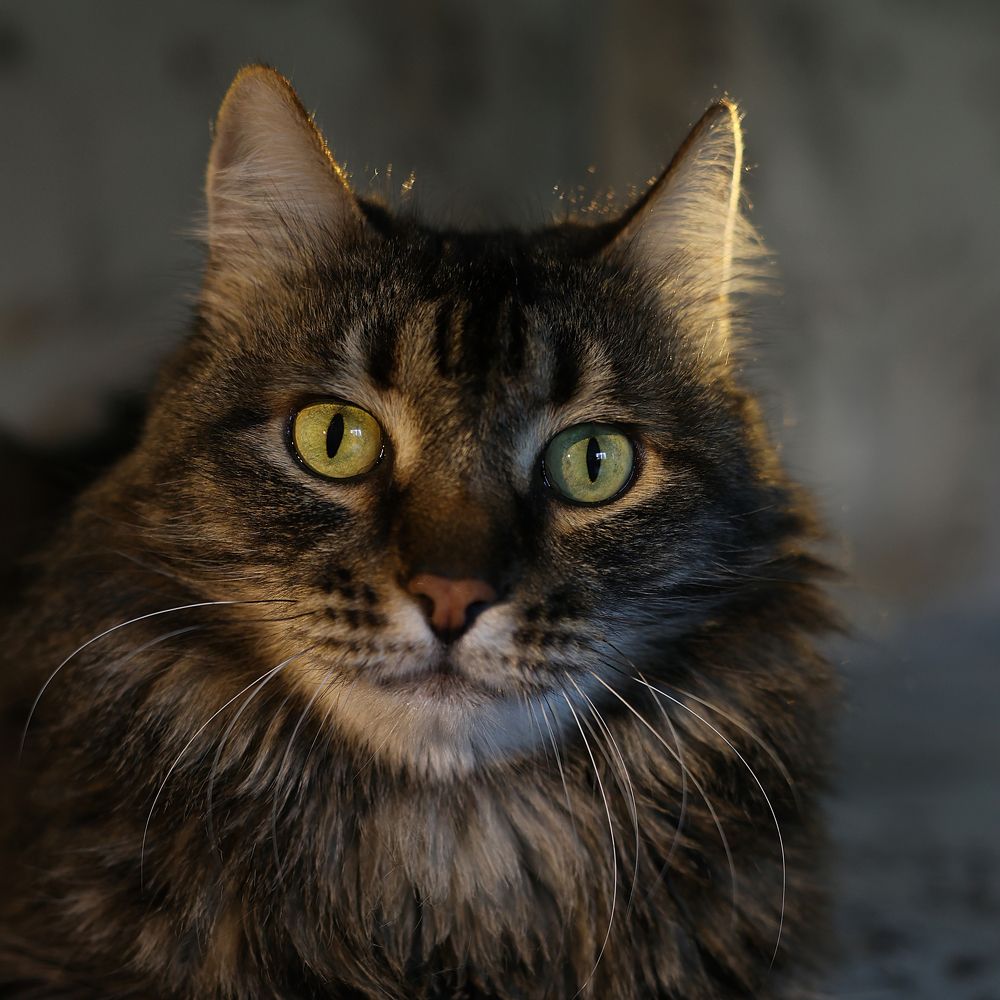 Photograph by Толмачёва Ирина