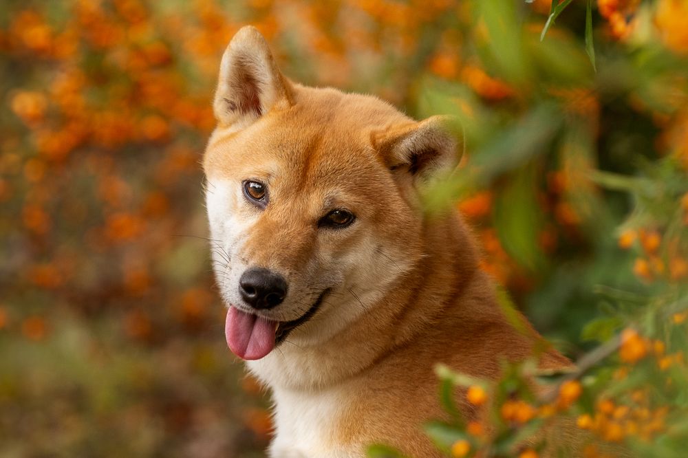 Фотография автора Korinna Ádám