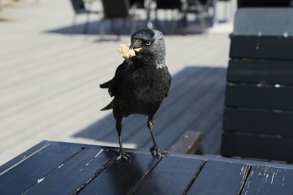 Смешные птицы