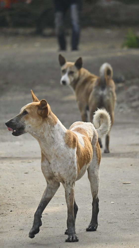 Фотография автора Shreyan Dey Sarkar