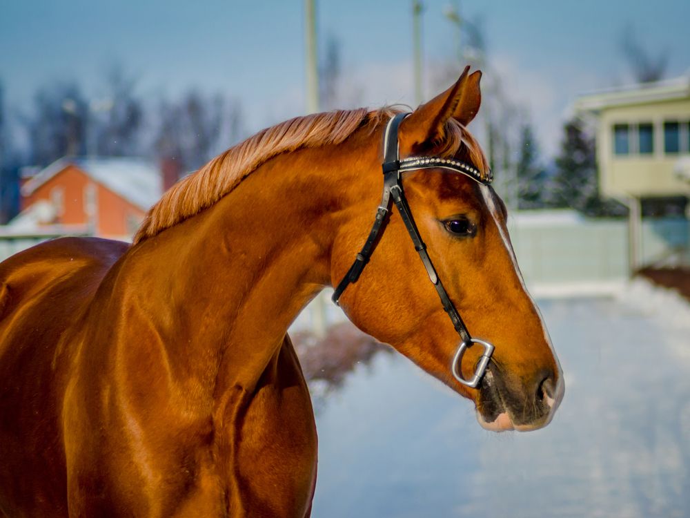 Photograph by Ольга Заповедная