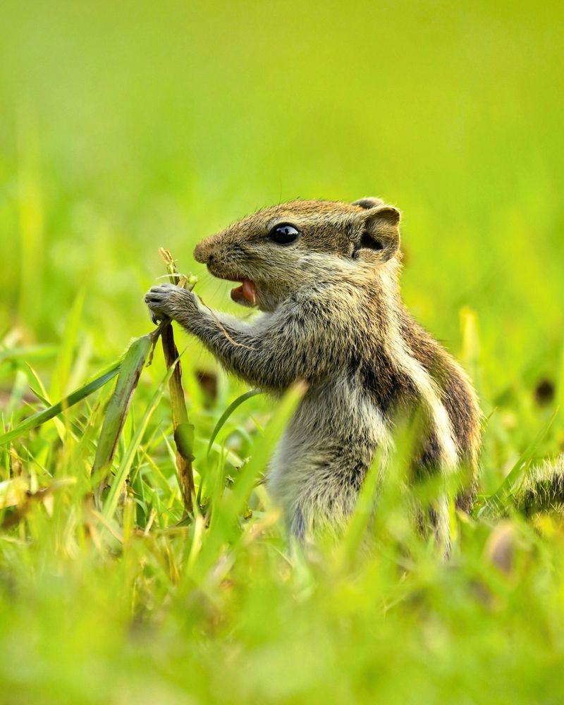 Whispers of the Meadow