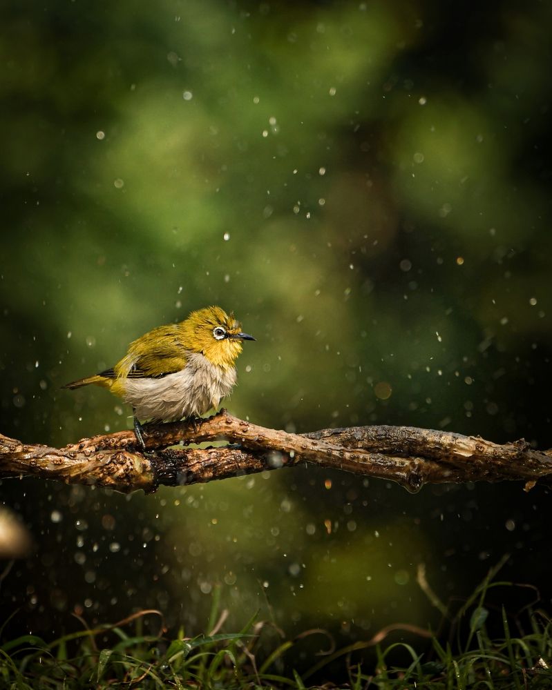 Drenched in Tranquility