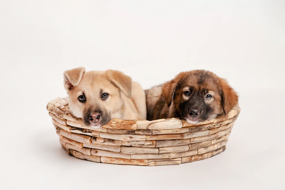 Фотография автора Ману Фалько