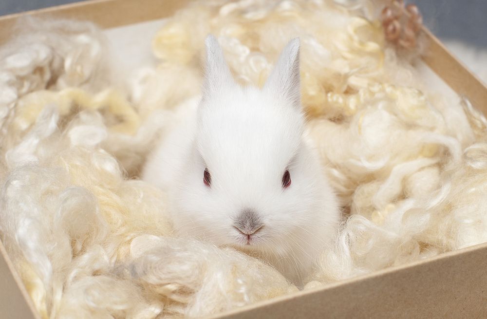 Фотография автора Ману Фалько