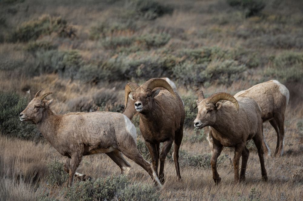 Фотография автора Brian Kinghorn