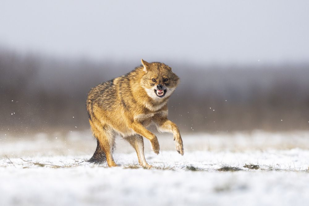 Photograph by Slobodan Botoški