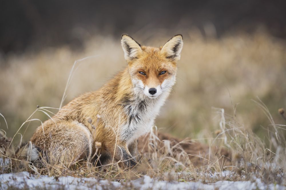 Photograph by Slobodan Botoški