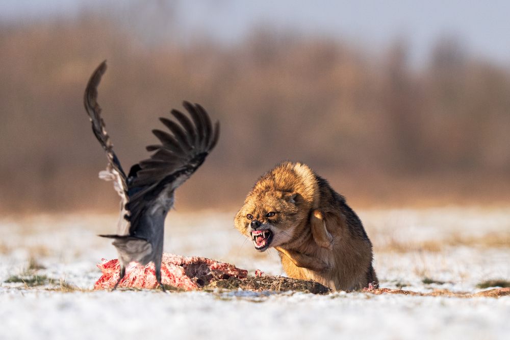 Photograph by Slobodan Botoški