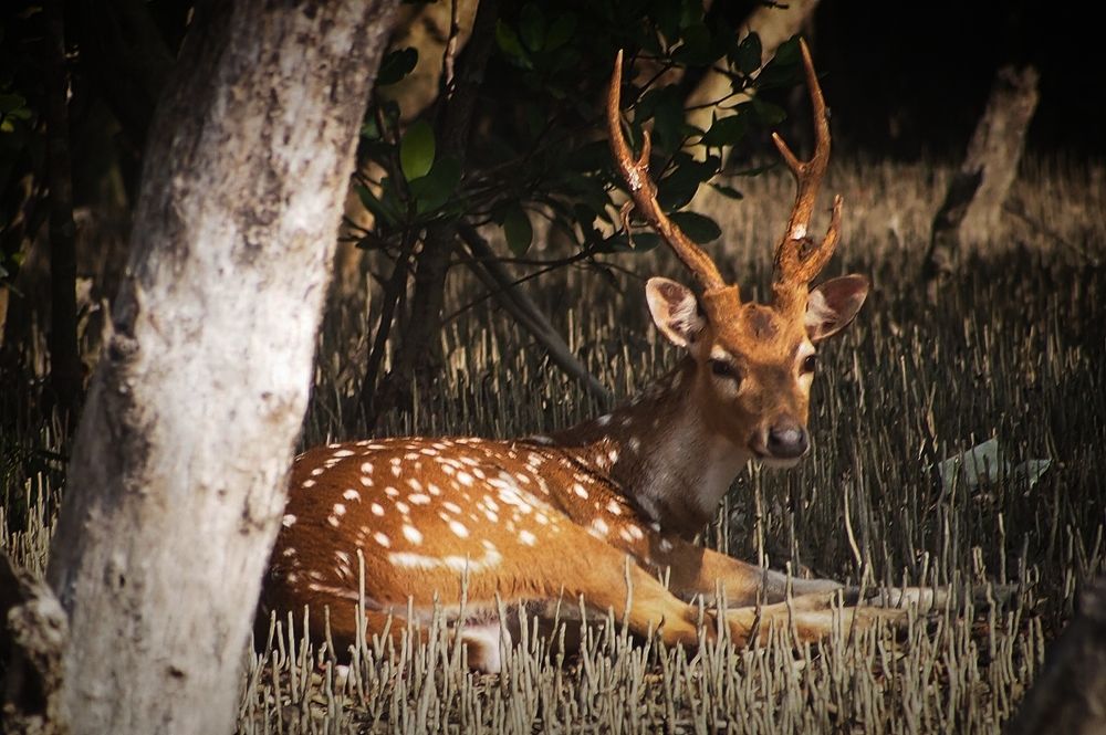 Photograph by Archisman Narayan Lahiri