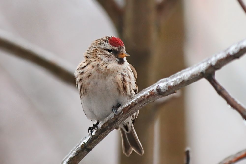 Photograph by Татьяна Бравая