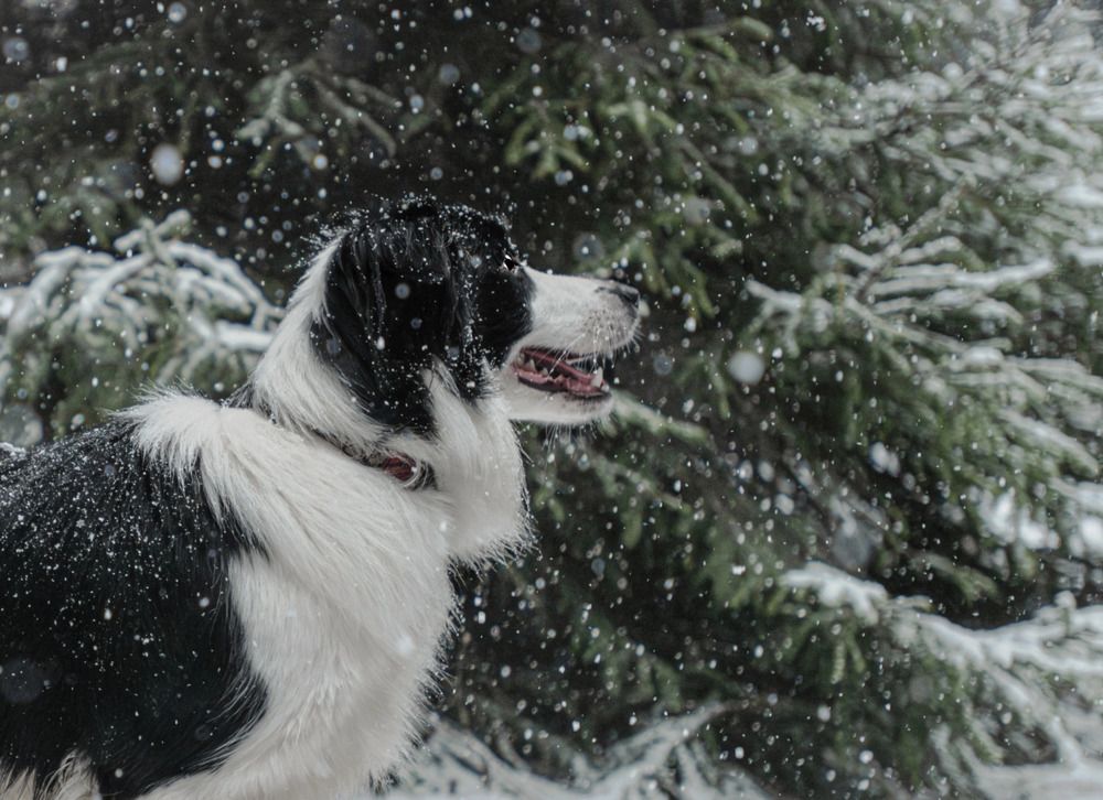 Photograph by Екатерина