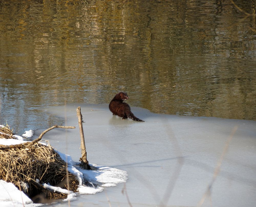 Photograph by Андрей Осмоловский