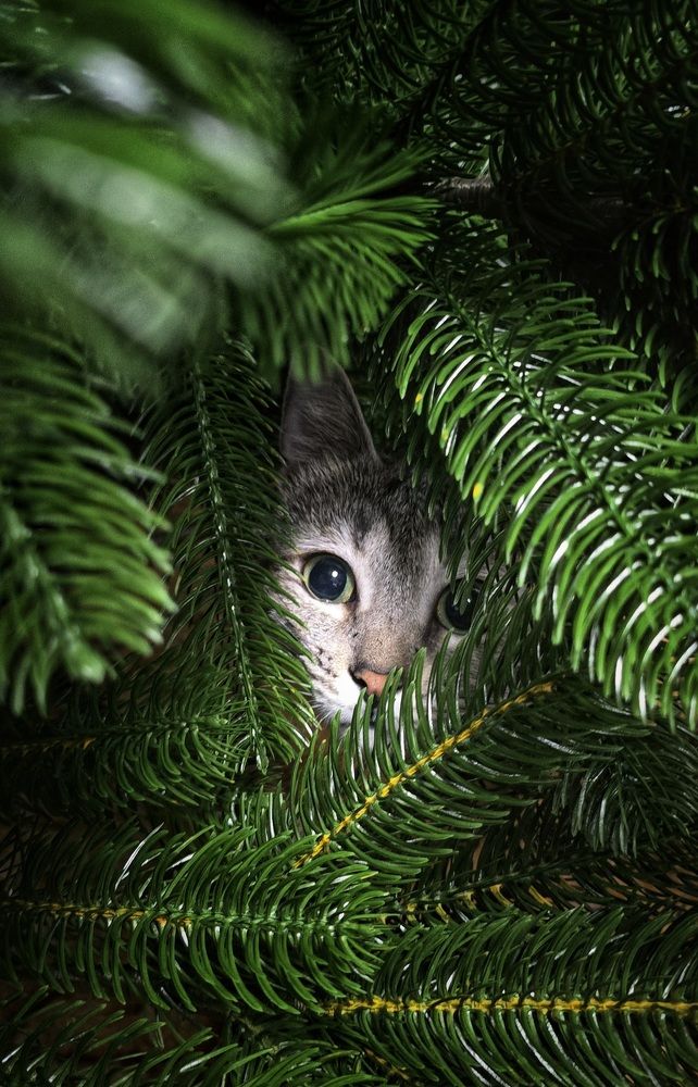 Мастер маскировки