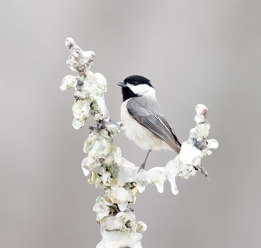 Черношапочная гаичка - Black-capped Chickadee