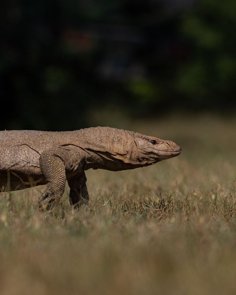 Фотография автора Kirti