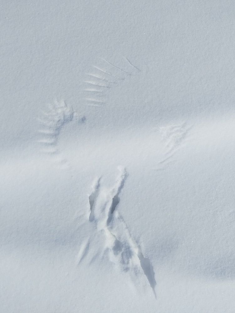 Фотография автора Екатерина Полякова