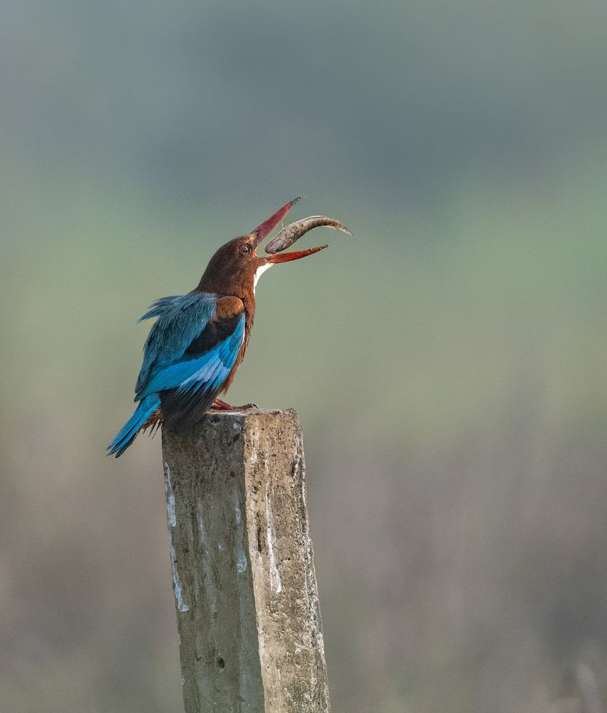 Kingfisher in action