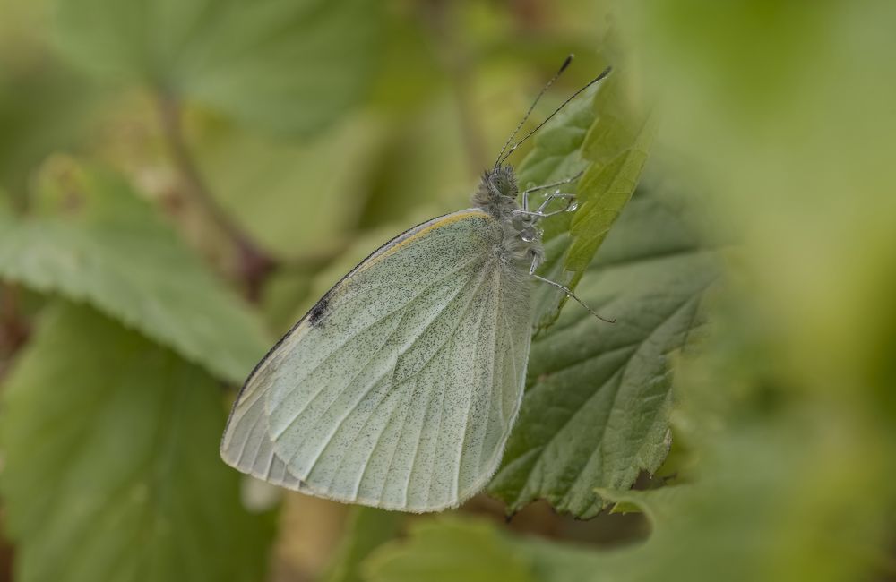 Photograph by ПУЗЕНКО ДМИТРИЙ