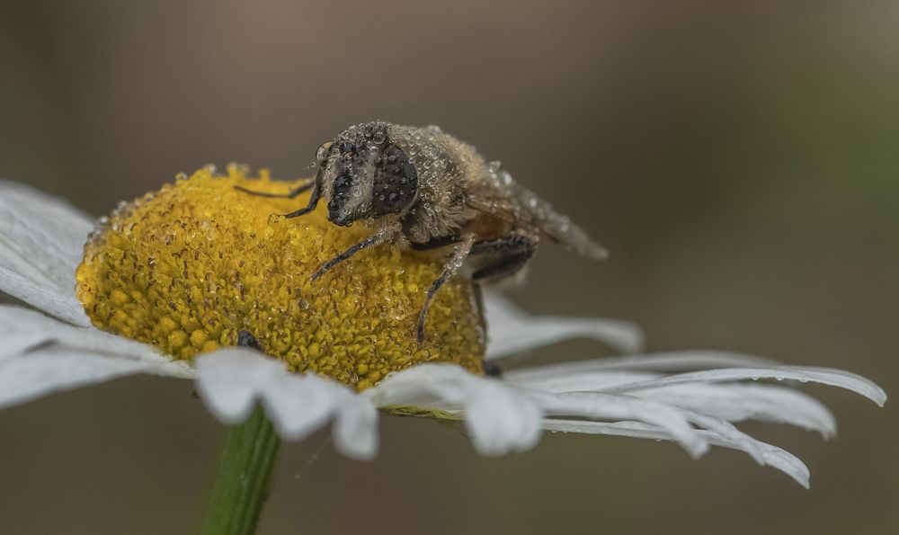 Photograph by ПУЗЕНКО ДМИТРИЙ