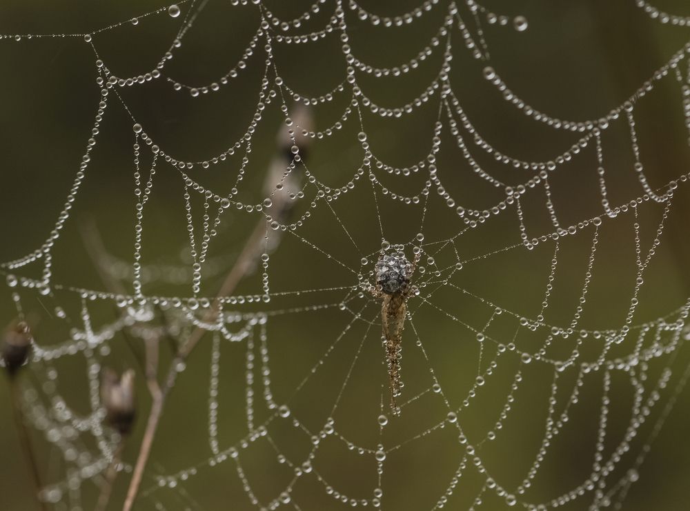 В слезах осени