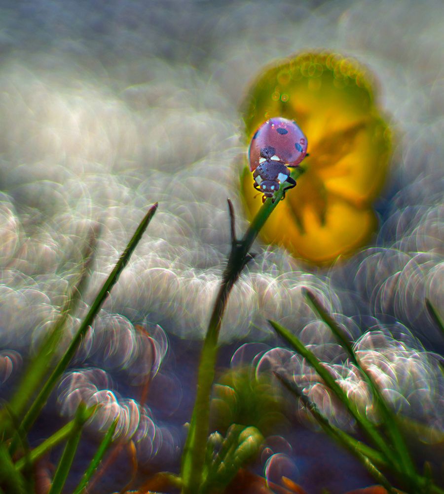 Photograph by Анатолий Плечистый