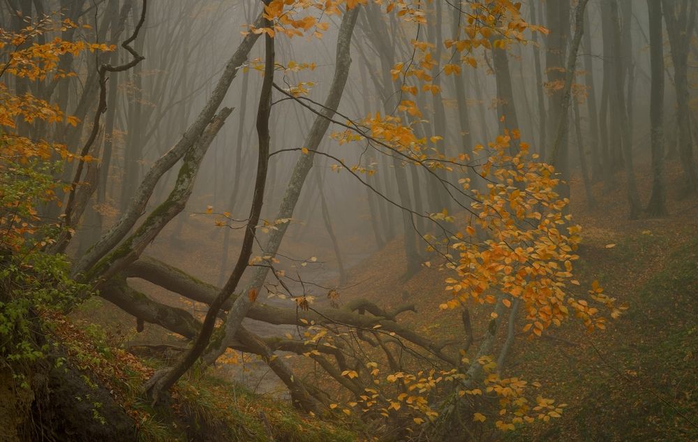 Туманное утро