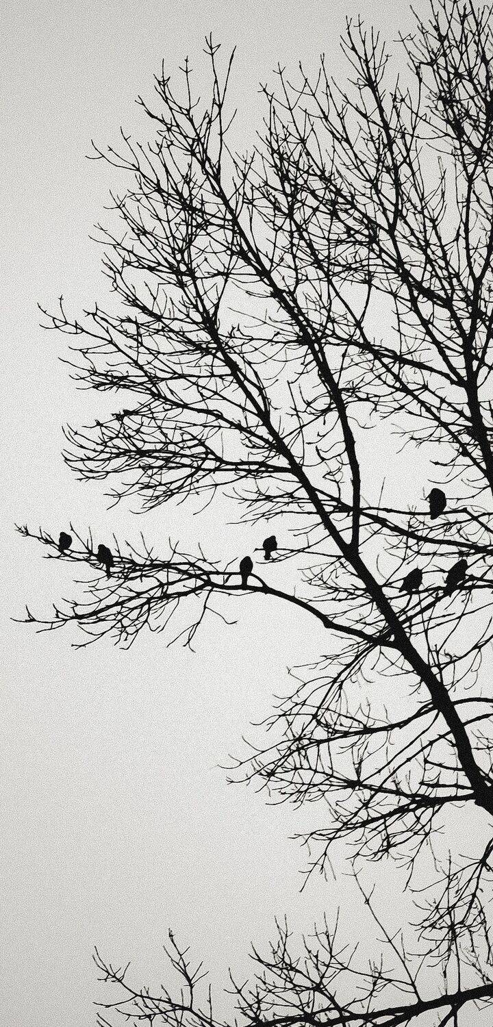 Photo #11668917